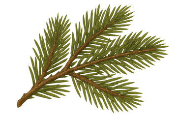 Spruce fir branch with green needles, evergreen conifer pine tree element, christmas holiday season vector illustration with transparency