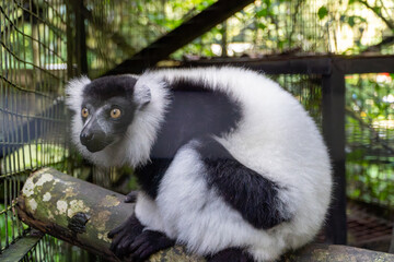 Indri Lemur Resting on Branch, Madagascar Wildlife