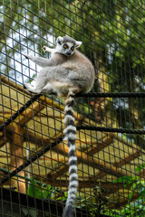 Fototapeta premium Lemur Climbing on Rope in Enclosure