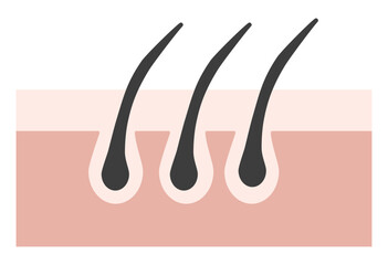 Hair Follicle and Pore Cross-Section Illustration Showing Skin Structure