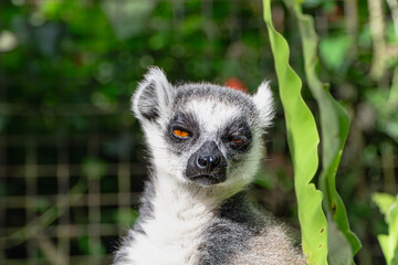Fototapeta premium Lemur Portrait: Close-up of a Ring-Tailed Lemur in Lush Greenery