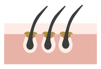 Hair Follicle and Pore Cross-Section Illustration Showing Skin Structure