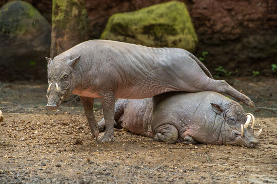 Pair of Babirusa (Babyrousa babyrussa) resting close together on the ground, showcasing their unique tusks.