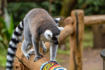 Fototapeta premium Ring-tailed Lemur Exploring Wooden Structure