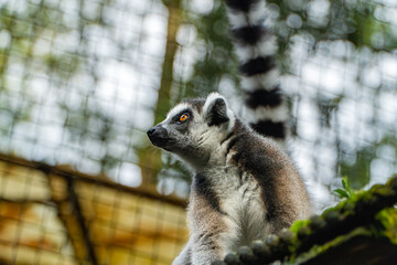 Fototapeta premium Ring-tailed Lemur Gazing, Wildlife Portrait