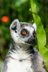 Ring-tailed Lemur Portrait: Curious Gaze in Lush Tropical Habitat