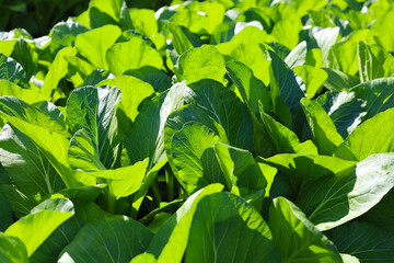 Mature Bok Choy ready for a fresh vegetable harvest