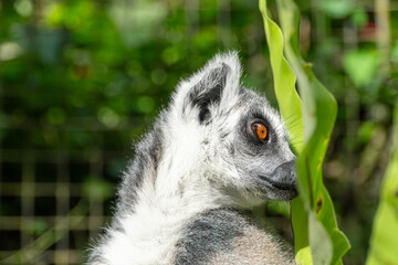 Ring-tailed Lemur Portrait: Curious Wildlife in Lush Green Habitat