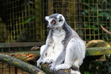Ring-tailed Lemur Resting on Branch in Enclosure