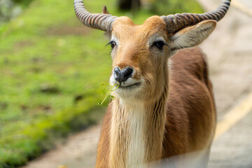 Roan Antelope Grazing: Close-up of African Wildlife in Natural Habitat