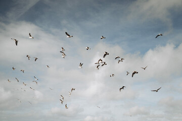 Flock of Seagulls Flying in the Sky with Clouds