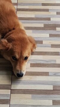 A golden brown dog named Hachiko lay lazily on the brown patterned floor.