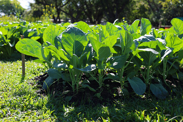 Green Chinese Kale growing in a garden