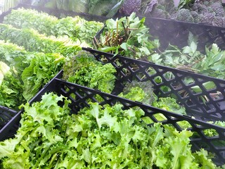 신선함이 살아있는 마트 냉장 코너의 다양한 쌈채소 진열