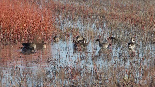 Closeup of Pintail Ducks preening in a marsh in autumn at Bosque del Apache National Wildlife Refuge in New Mexico