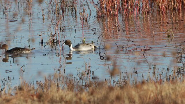 Closeup of Pintail Ducks in a marsh in autumn at Bosque del Apache National Wildlife Refuge in New Mexico