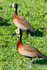 Vertical close-up of a pair of White-Faced Whistling Ducks (Dendrocygna viduata), white-faced, brown-chested ducks, walking on vibrant green grass under sunlight.