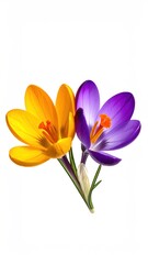 Naklejka premium Spring crocus flowers two colors