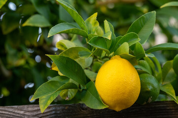 Ripe citrus fruit including lime and lemon hanging from a tree branch with green leaves in a summer orchard fresh organic food concept rich in vitamins for agriculture health and natural juice use