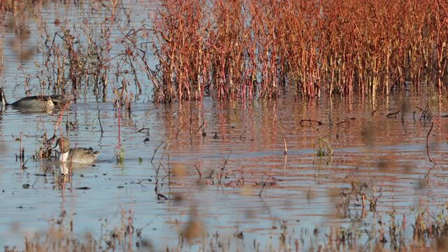 Closeup of Pintail Ducks in a marsh in autumn at Bosque del Apache National Wildlife Refuge in New Mexico