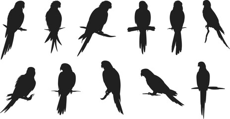 Silhouette collection of parrots sitting on branches vector illustration, tropical birds in various poses, exotic wildlife design for nature and animal themes