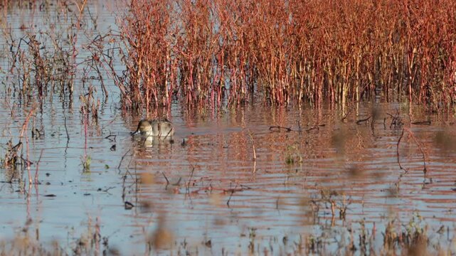 Closeup of Pintail Ducks in a marsh in autumn at Bosque del Apache National Wildlife Refuge in New Mexico