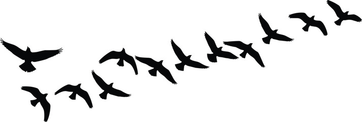 Silhouette flock of birds flying in the sky vector illustration, wildlife migration pattern, nature freedom concept, black birds isolated design