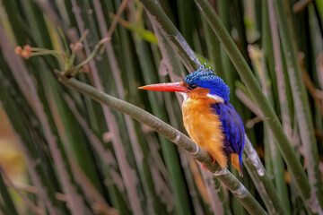 Malachite Kingfisher Perched on Reeds, Lake Magadi, Ngorongoro Crater, Tanzania
