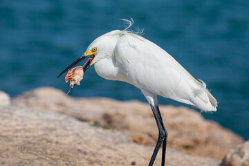 Snowy Egret Catching Shrimp in Southwest Florida
