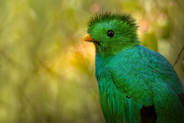 Colorful bird perched on branch