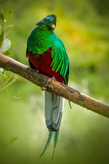 Colorful bird perched on branch