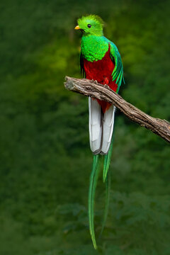Colorful bird perched on branch