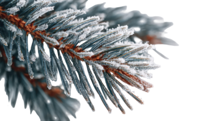 Extreme close-up of a fir tree branch with frozen snow dusting — detailed frosty needles, icy texture, and soft winter lighting on a clean background.