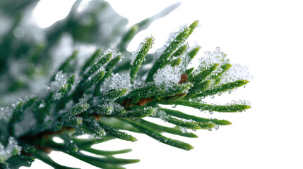Extreme close-up of a fir tree branch with frozen snow dusting — detailed frosty needles, icy texture, and soft winter lighting on a clean background.