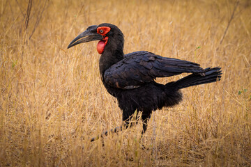 Southern Ground Hornbill in Dry Grassland, Tarangire, Tanzania