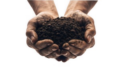 Close up of weathered hands cupped together holding a pile of rich dark soil isolated on transparent background