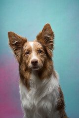 Border Collie sits upright and attentive in front of a soft studio gradient background. The focus is on symmetry and expression.