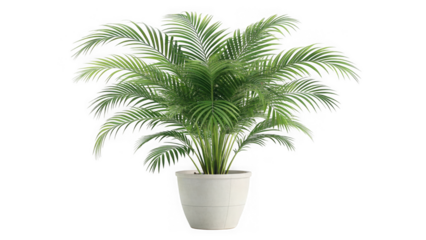 A lush green areca palm plant in a white pot showcasing its feathery fronds isolated on transparent background