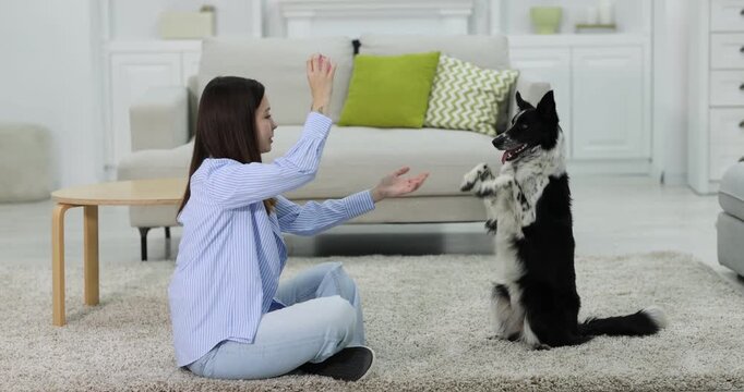 Woman training her cute Border Collie dog at home