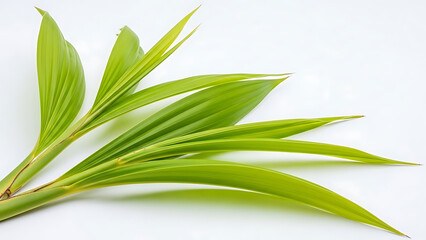 Vibrant green young palm leaves, freshly cut, ideal for tropical decorations or natural backgrounds