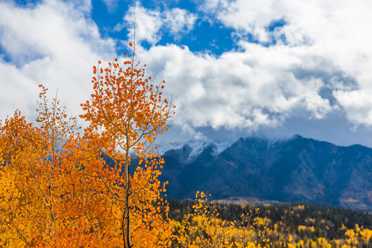 aspen tree in autumn with mountain background