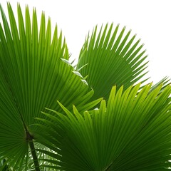 Vibrant green palm fronds display intricate details against a plain white background.