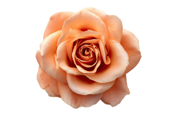 Peach rose blossom, delicate layers on black