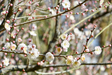 梅の花「内裏」　‘Dairi’ Japanese plum