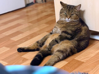 Cat sitting in human pose and looking at camera.