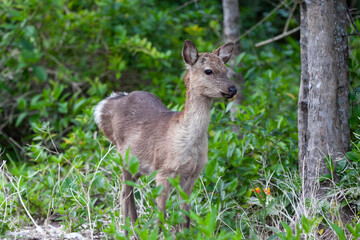 Fototapeta premium 阿嘉島のケラマジカ