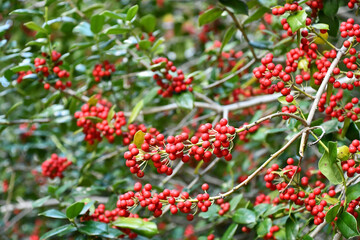 ヤバネヒイラギモチ　Chinese holly