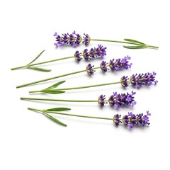 Several fresh lavender stalks are arranged diagonally on a clean white background