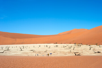 Ancient trees Deadvlei Sossusvlei, Namibia
