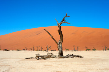 Ancient trees Deadvlei Sossusvlei, Namibia